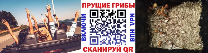 Псилоцибиновые грибы Cubensis  даркнет сайт  Приморско-Ахтарск 
