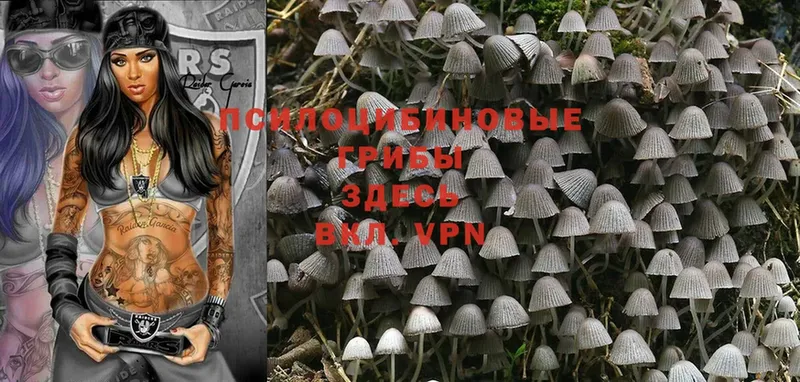 Псилоцибиновые грибы Psilocybe  Приморско-Ахтарск 